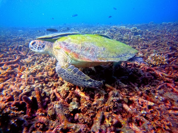 Free beach to shark bay 4