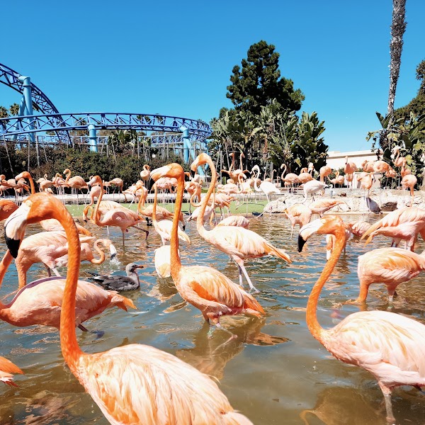 SeaWorld San Diego 4