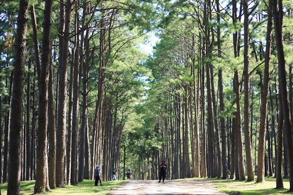 Bo Kaeo Pine Tree Garden