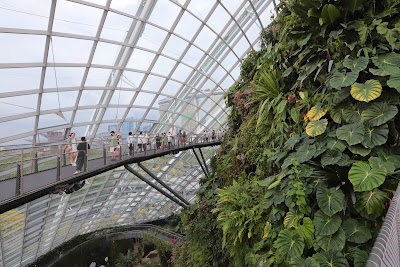 Cloud Forest 1
