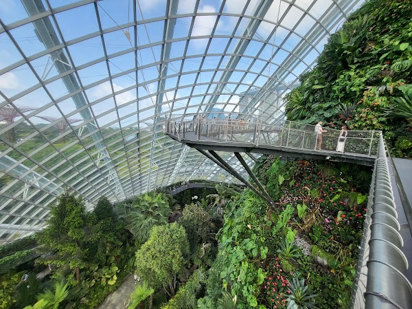 Cloud Forest 5
