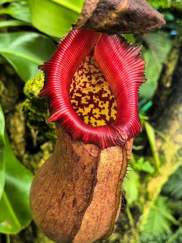 Cloud Forest 4