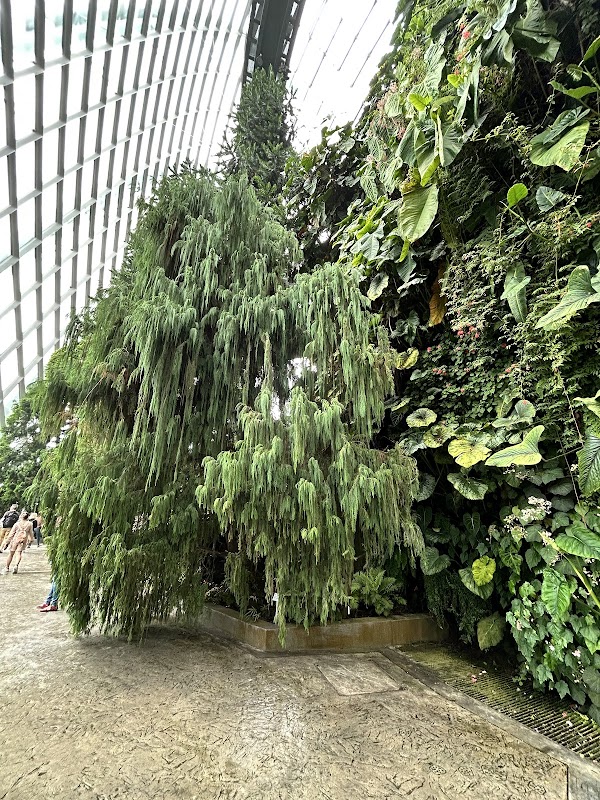 Cloud Forest 3