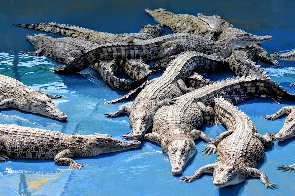 Hartley's Crocodile Adventures 1