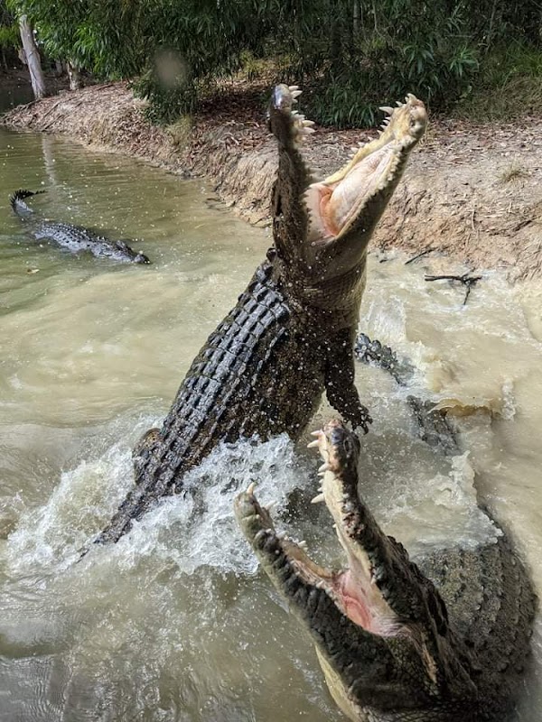 Hartley's Crocodile Adventures 4