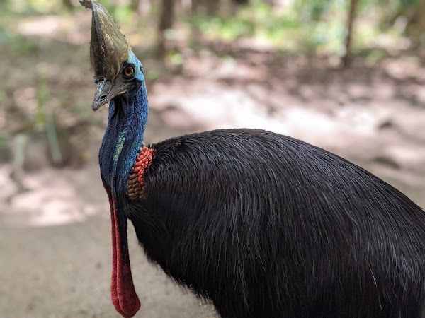 Hartley's Crocodile Adventures 3