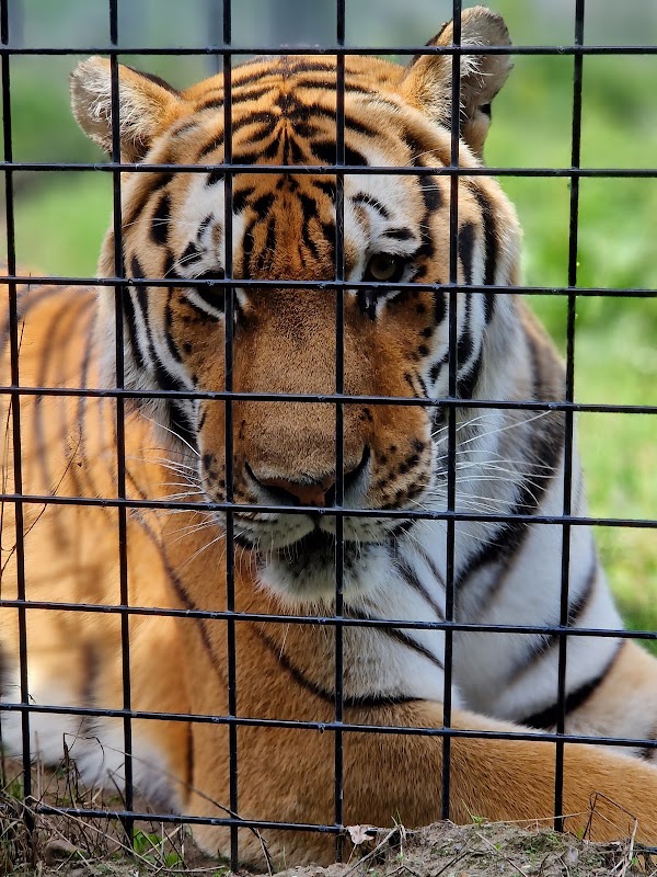 Hoenderdaell Zoo 5