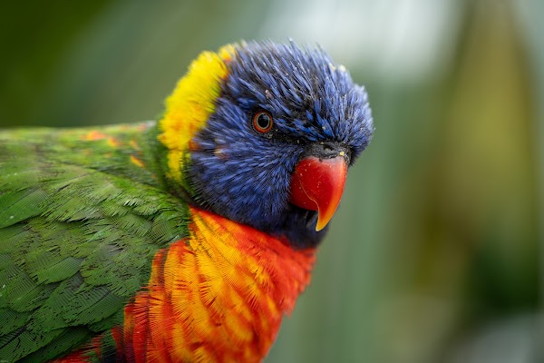 Hoenderdaell Zoo 2