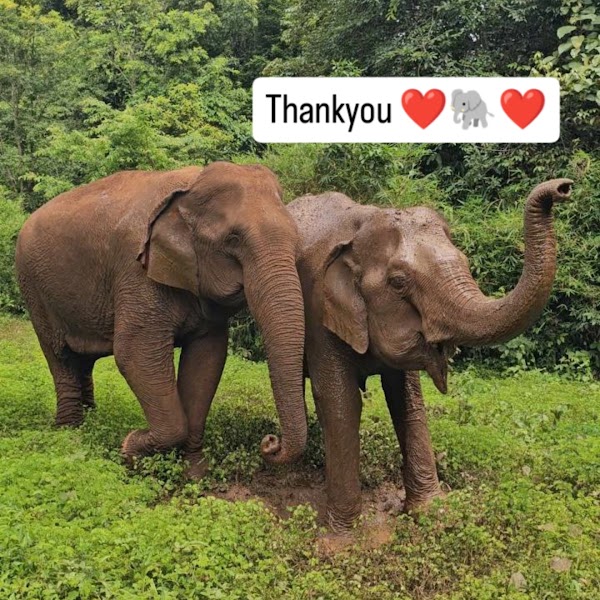 ELIE & The Elephant Valley Project 1
