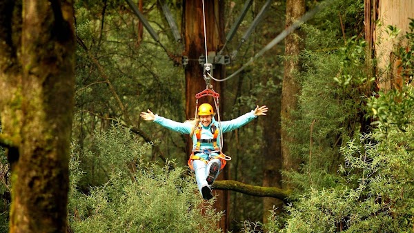 Otway Fly Treetop Adventures