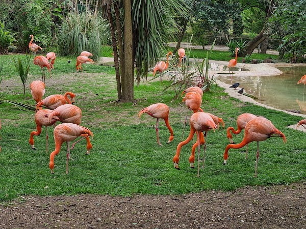 Jardim Zoológico 3