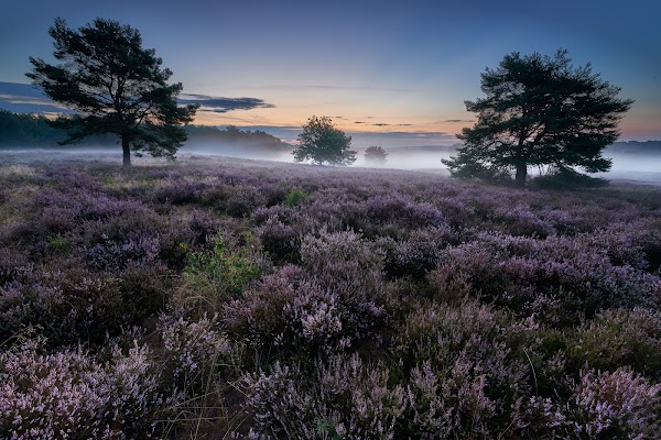 Mehlinger Heide 1