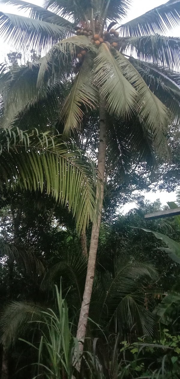 Tanjung Harapan 4