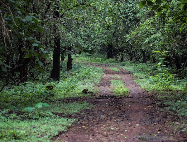 Cotigao Wildlife Sanctuary 5