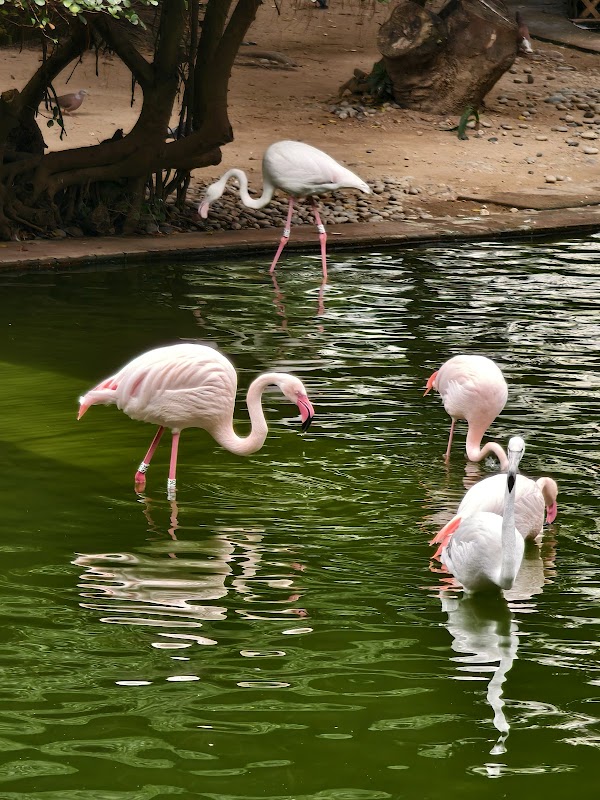 Kowloon Park 4