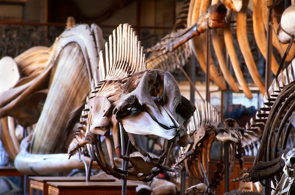 Galerie de Paléontologie et d’Anatomie comparée