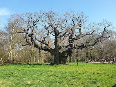 Sherwood Forest 1