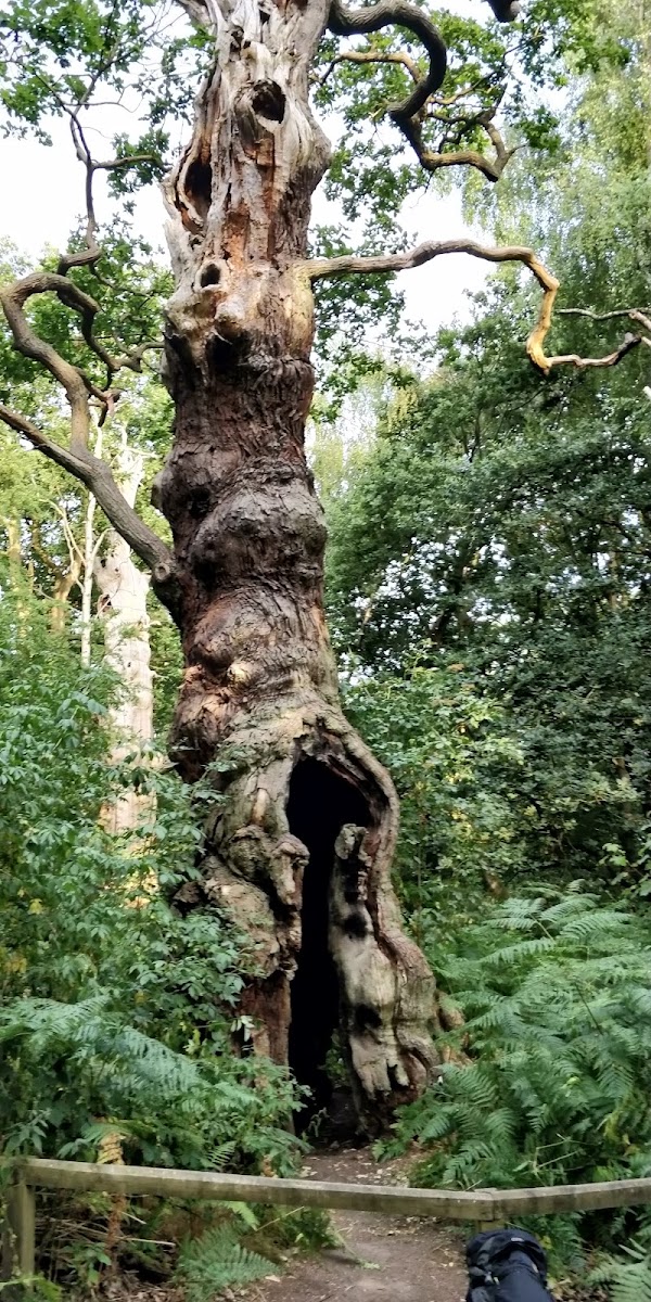 Sherwood Forest 3
