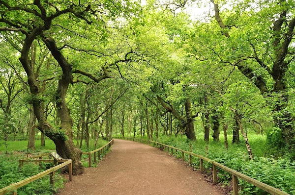 Sherwood Forest 2