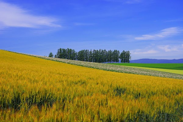 Patchwork Road (Biei) 1