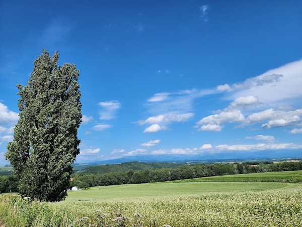 Patchwork Road (Biei) 5