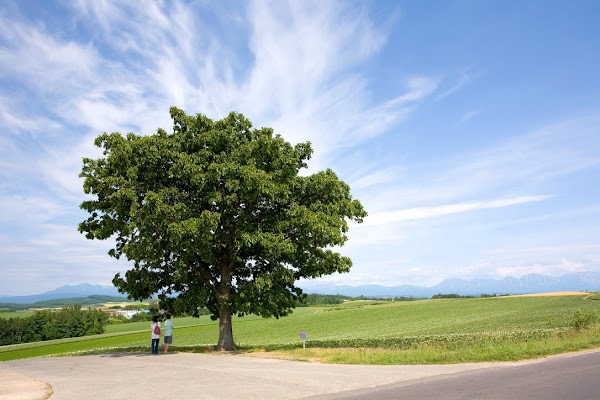 Patchwork Road (Biei) 4