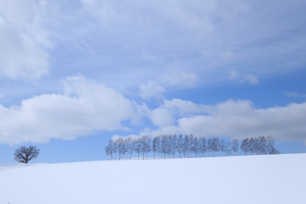 Patchwork Road (Biei) 3