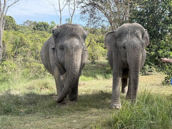 Kulen Elephant Forest