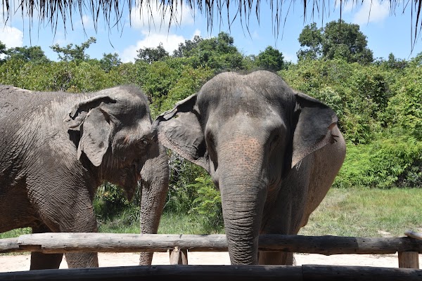 Kulen Elephant Forest 2