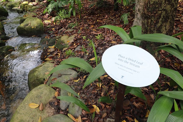 Nature Immersion Trail at Saraca Stream 5