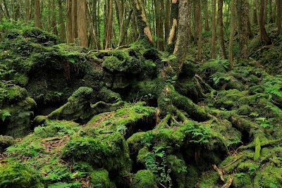Aokigahara Forest 1