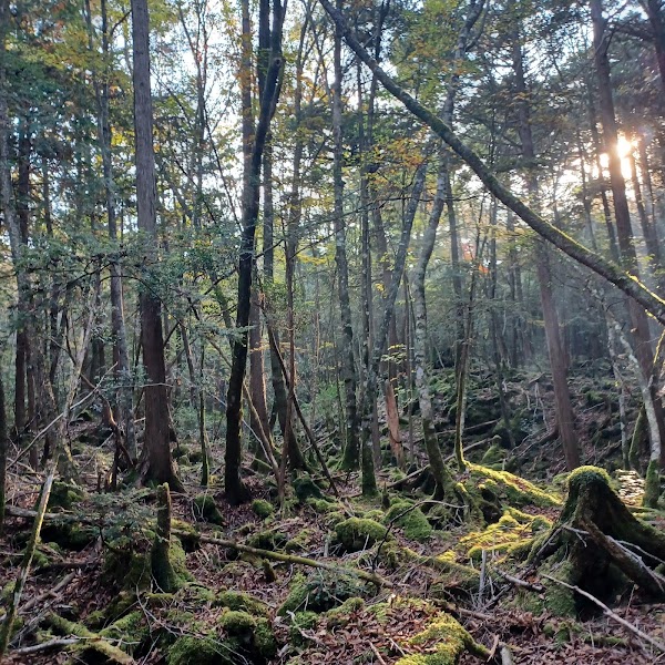 Aokigahara Forest 5