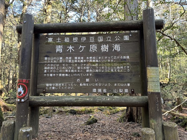 Aokigahara Forest 4