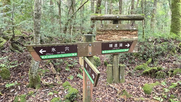 Aokigahara Forest 3