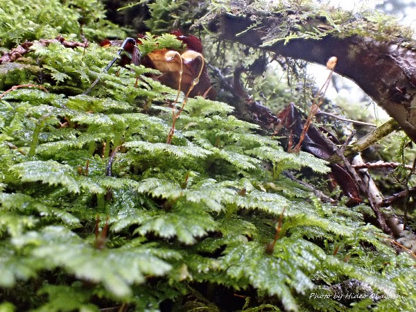 Aokigahara Forest 2