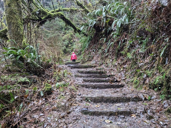 Fern Canyon Trail