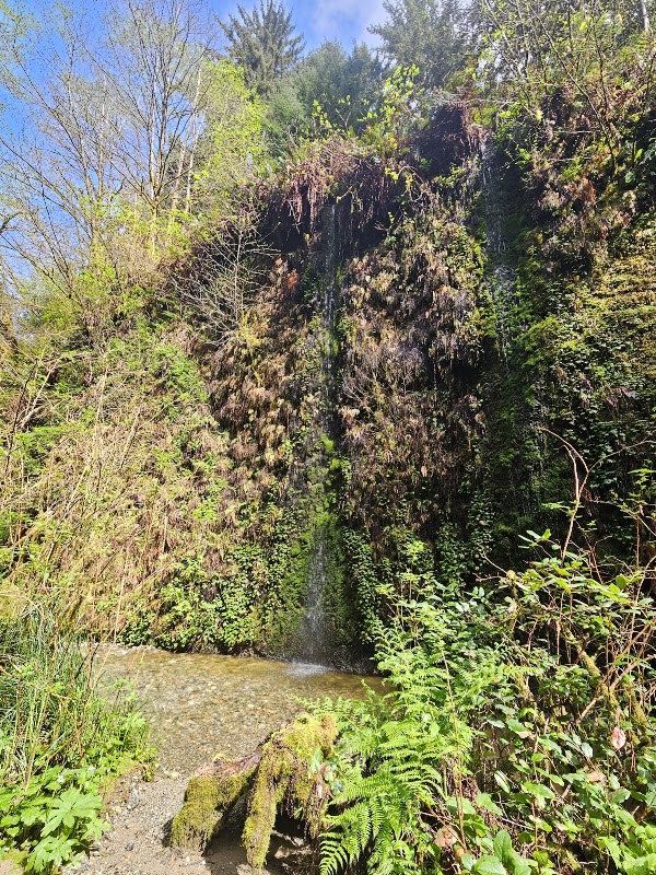 Fern Canyon Trail 5