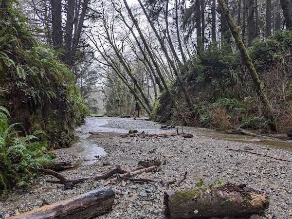 Fern Canyon Trail 4