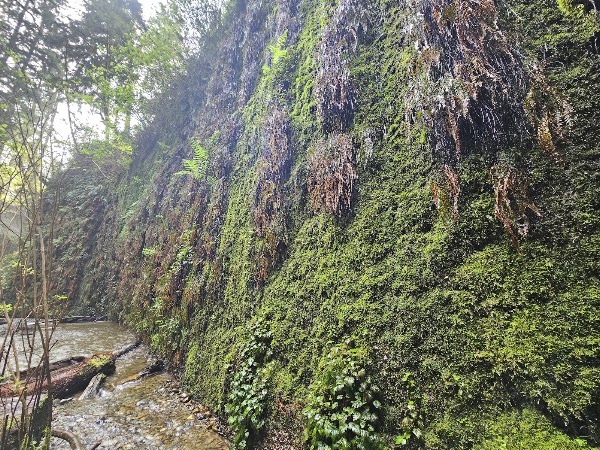 Fern Canyon Trail 3