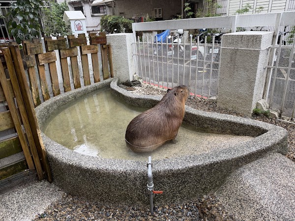 Capybara Knight 3