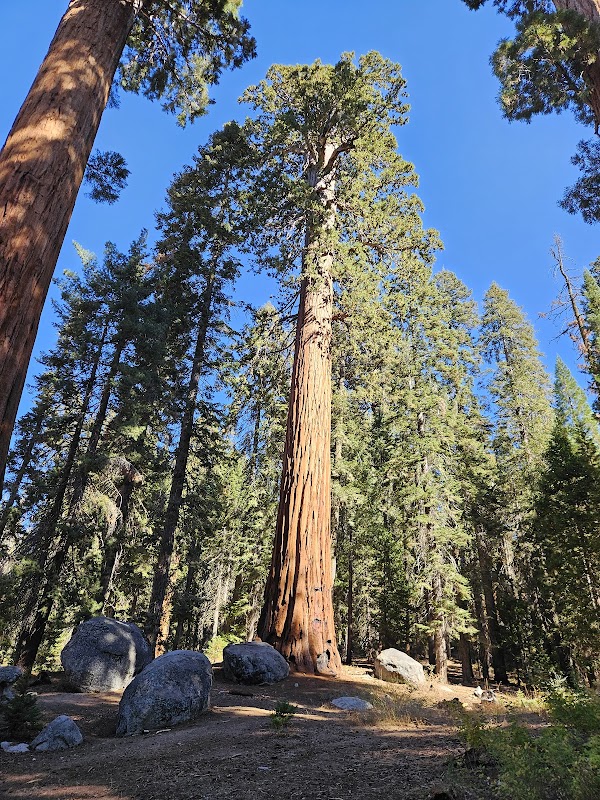 Big Trees Trailhead 1