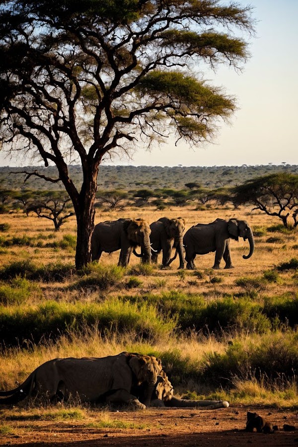 Ruaha National Park 1