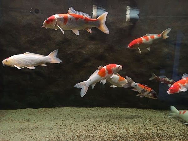 "The Danube Delta" Museum of Ecotourism 4