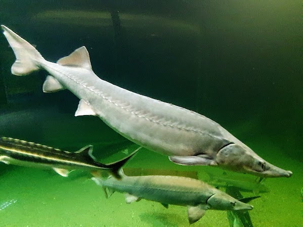 "The Danube Delta" Museum of Ecotourism 3