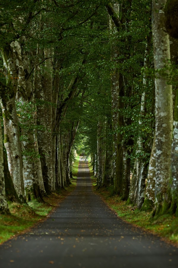 Drummond Castle Gardens 3