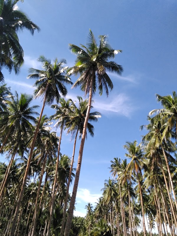 Coconut Plantation 1