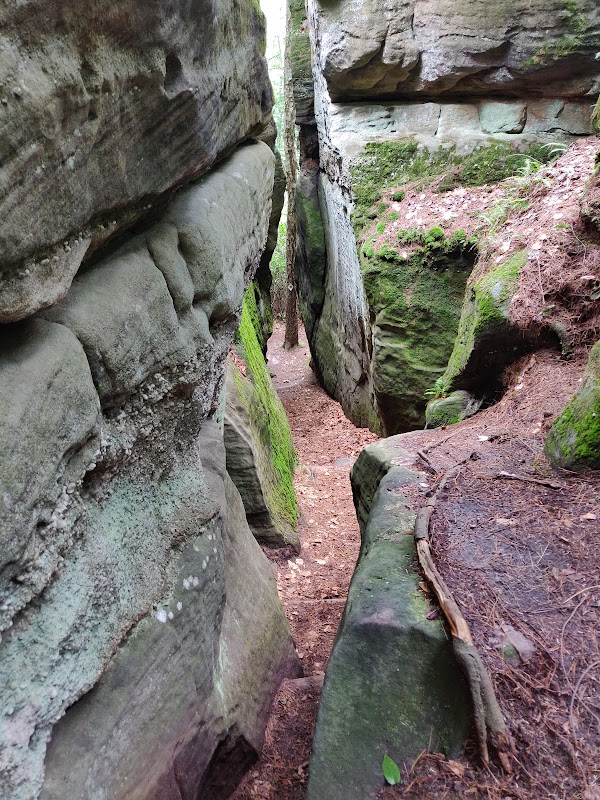 Allegheny National Forest - Minister Creek Trail 5