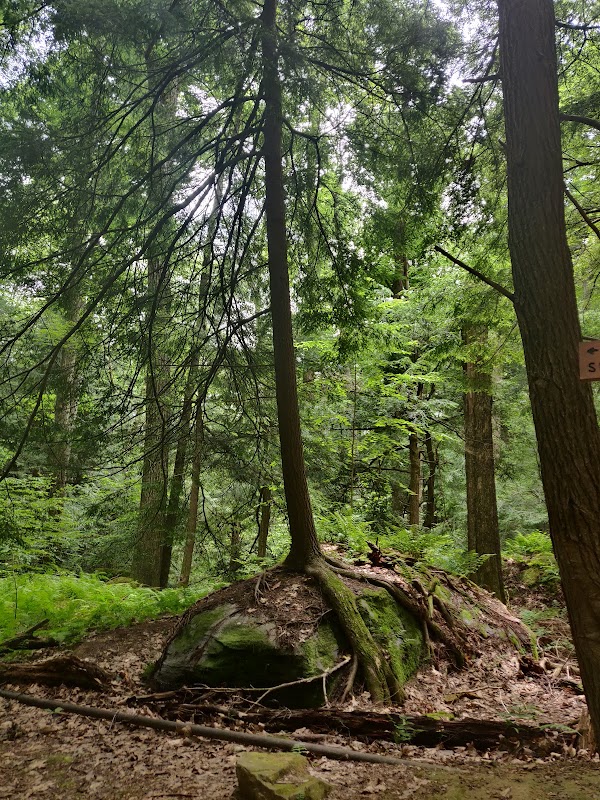 Allegheny National Forest - Minister Creek Trail 4