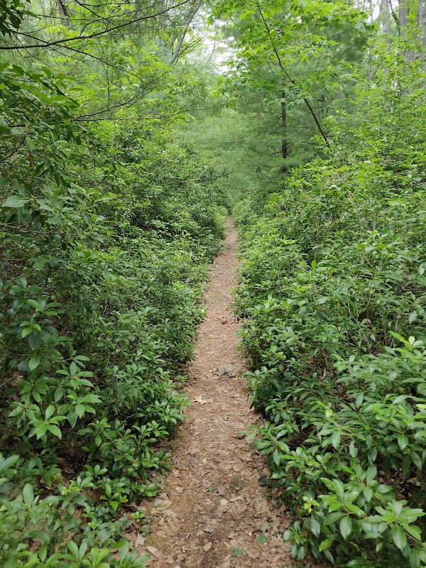 Allegheny National Forest - Minister Creek Trail 2