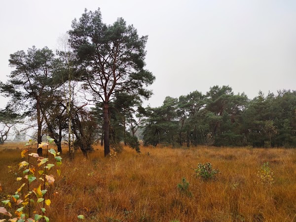Eendenmeer 5
